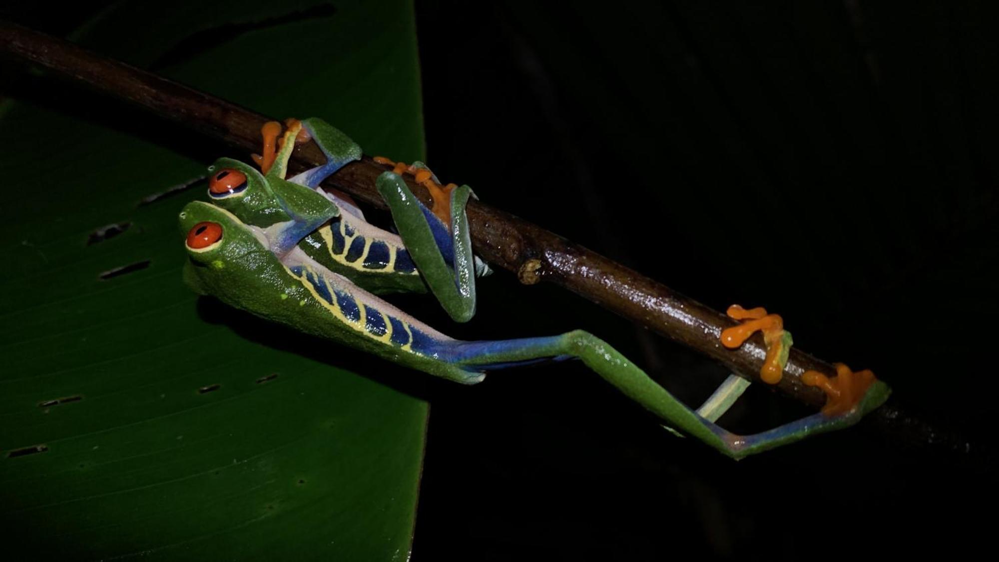 Arenal Monara Hotel La Fortuna Eksteriør billede