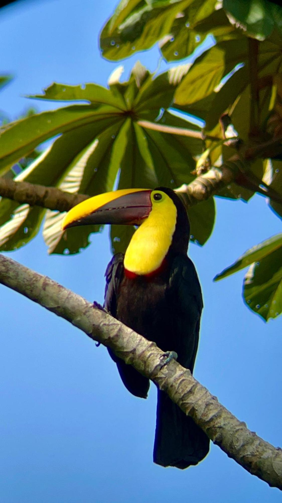 Arenal Monara Hotel La Fortuna Eksteriør billede